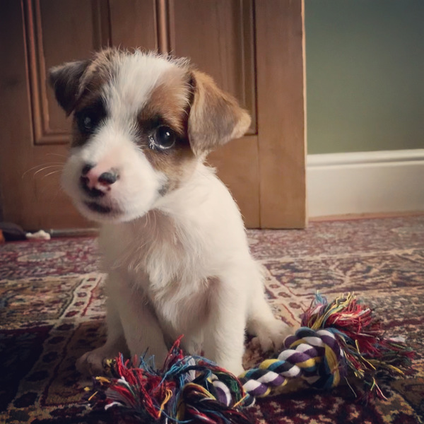 Puppy survival thread! June 2020