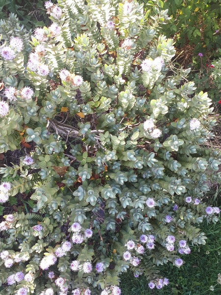Another garden ID one