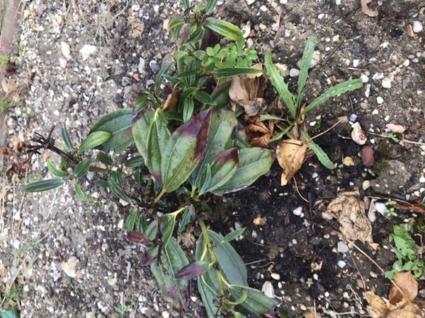 Sickly viburnum - help!