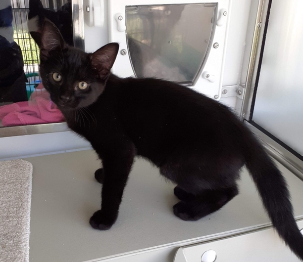 Advice on where to find kittens