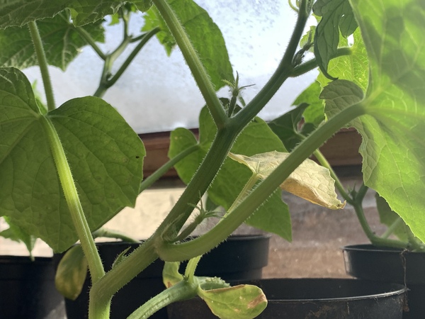 Allotment/Veg Patch Thread 15 - will winter ever end?