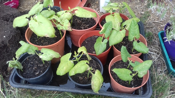 Am I killing my French beans with washing up liquid or is it something else?