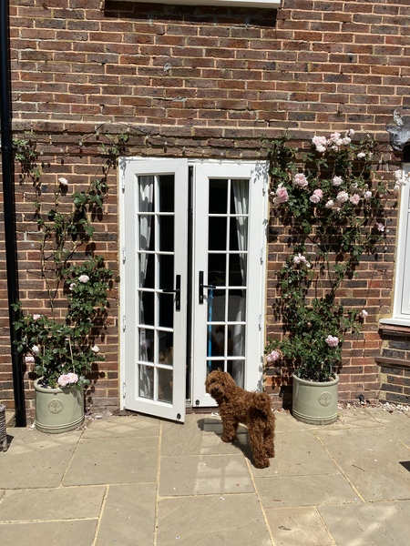 I really want a climbing rose but only have a patio