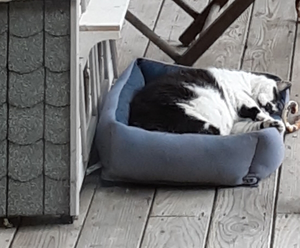 What's your DCat up to today? (Thread 7!)