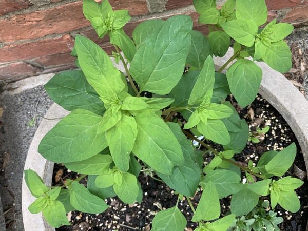 Plant/weed identification please?