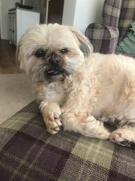 getting a rescue puppy or dog, advice please