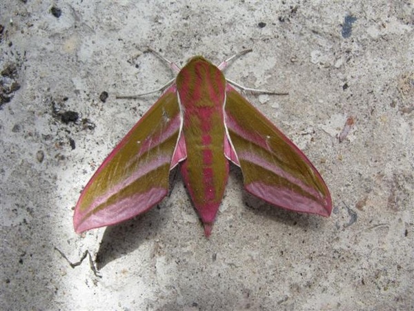 Do you like moths?