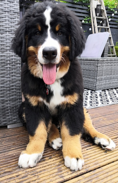 Puppy survival thread! June 2020