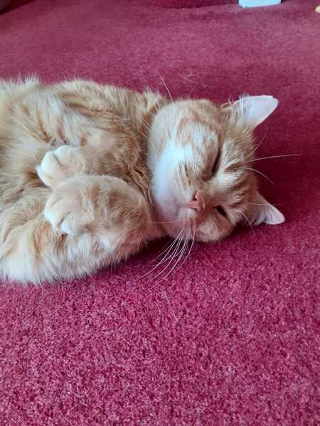 Cat/kitten photos.