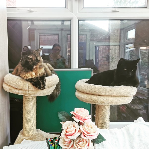 Cat Trees and Kitten