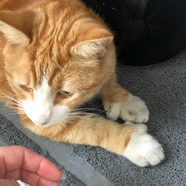 What's your DCat up to today? (Thread 7!)