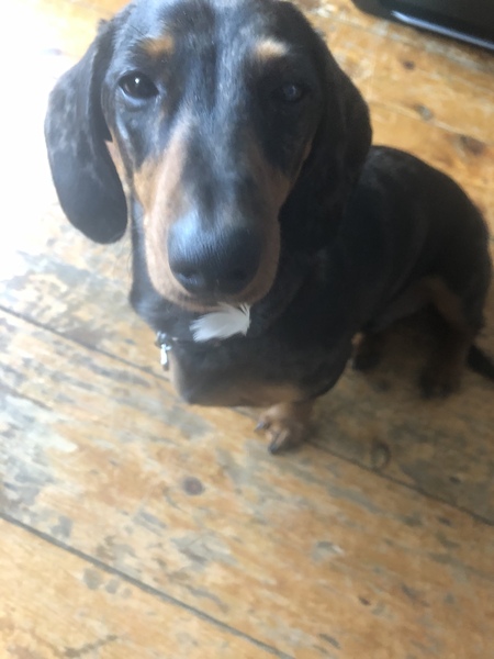 Dachshund