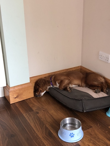 Advice on dog bed for cocker spaniel puppy