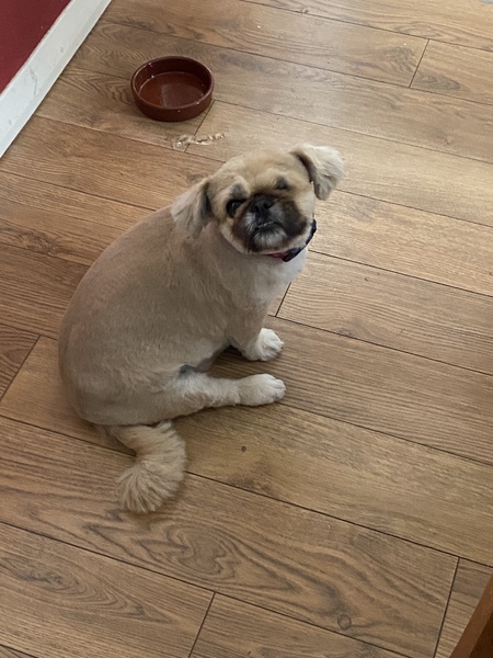 Rehomed Dog
