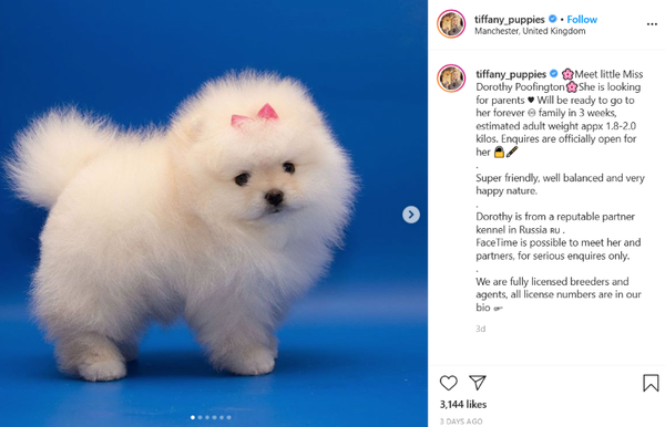 Influencer Mollie Mae puppy dies after 6 days?