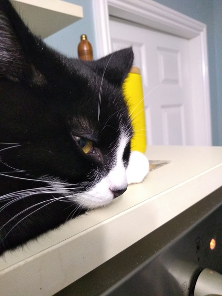 Has anyone ever regretted getting a cat?