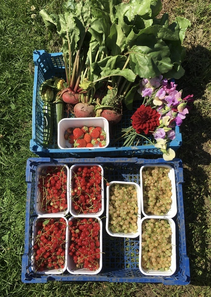 Allotment/Veg Patch Thread 15 - will winter ever end?