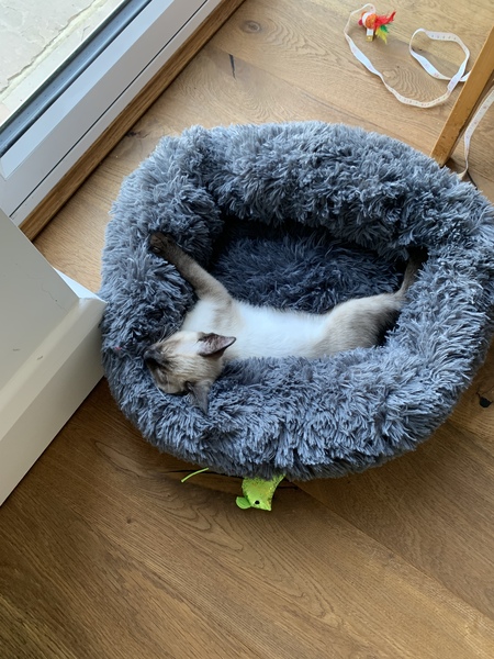 Cat Proofing Garden for kitten