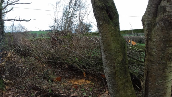 Gardener has wrecked the garden!