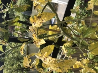 What’s wrong with my tomato plant?