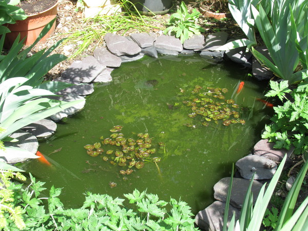 Show me your garden ponds large and small please!