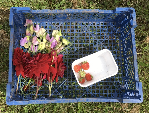 Allotment/Veg Patch Thread 15 - will winter ever end?