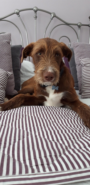 Adopting an old boy - am I crazy?