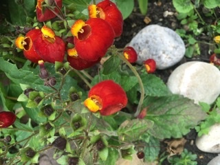 Any idea