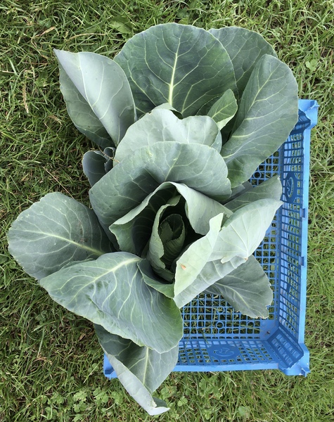 Allotment/Veg Patch Thread 15 - will winter ever end?