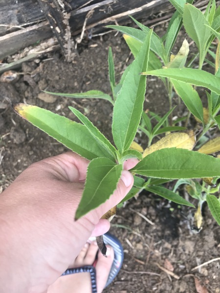 Plant ID please