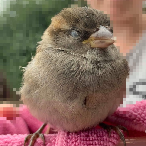 We found a bird...