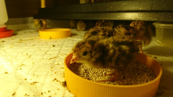 Penguin huddle 🐧🐧🐧 TTC after pregnancy loss - Thread 35 - time for some sticky BFP's