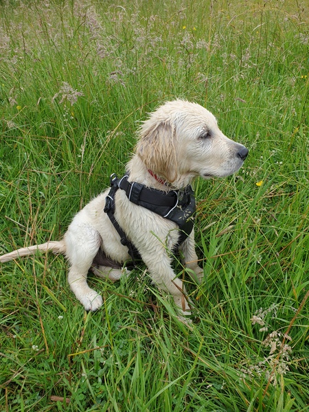 Puppy survival thread! June 2020