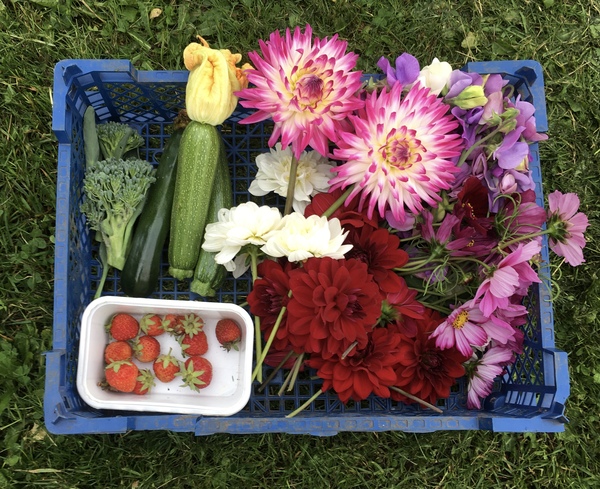 Allotment/Veg Patch Thread 15 - will winter ever end?