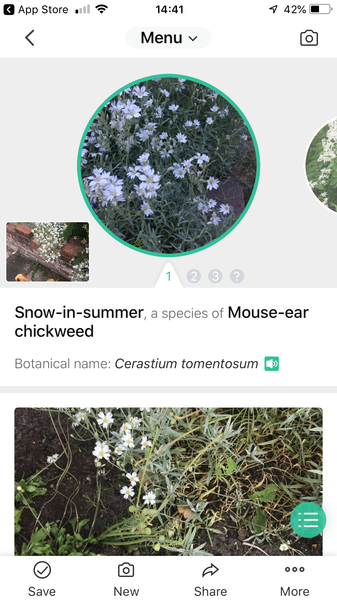 Easy to grow /spread flowering plants?
