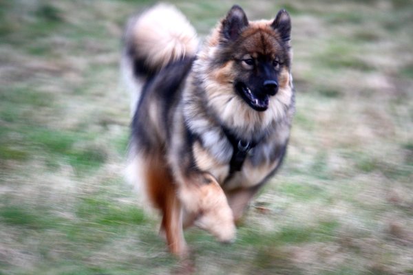German Shepard?