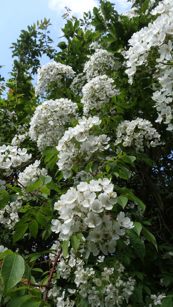 The Lovely Friendly Perfumistas may not be going anywhere, but they still smell AMAZING! It’s thread 26!