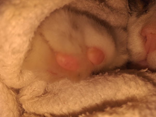 Toe bean thread anyone?