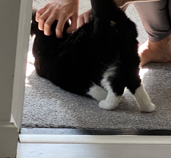 Fat bottomed cats, you make the rocking world go 'round