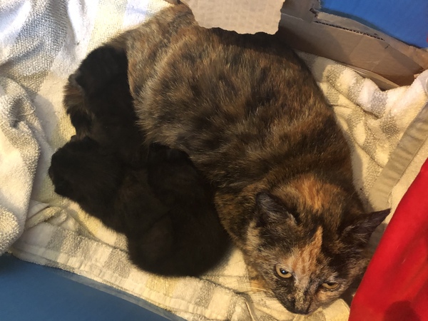 6 week old kittens.