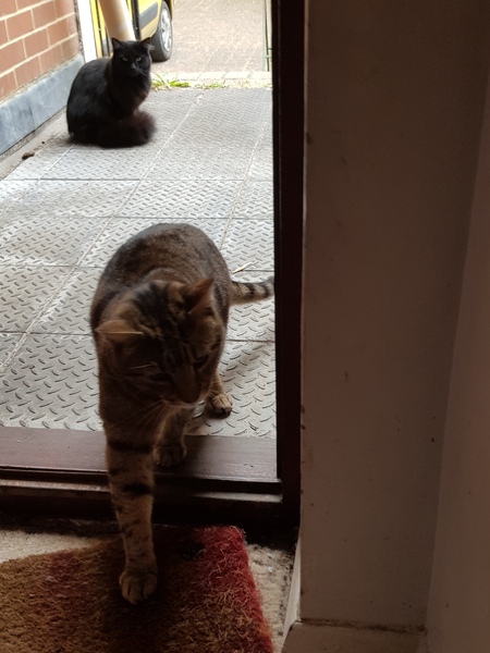 Thug Cat part 2. What, has this thing appeared again tonight?