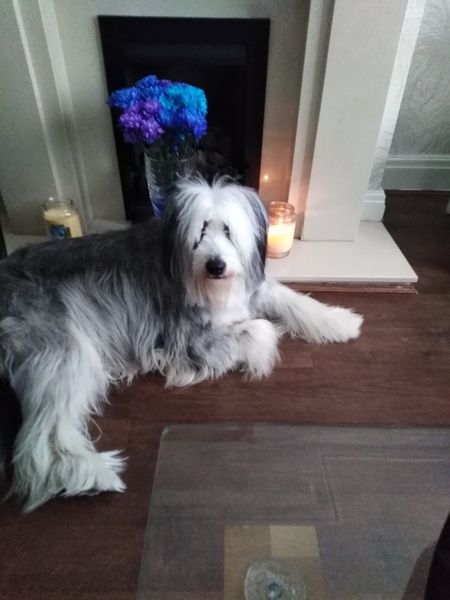 Collie owners, talk to me about your dog?