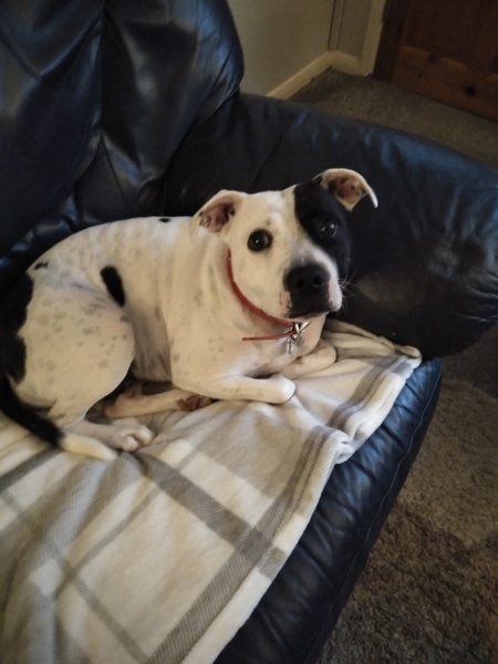 Westminstenders: Where are we now?