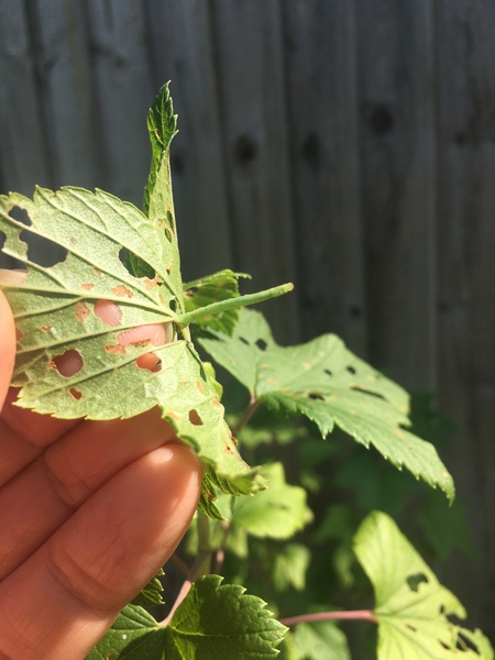 Are these small white caterpillars?