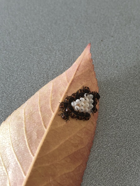 What are these insects? Friend or foe?