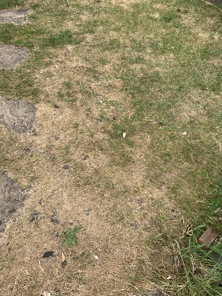 Allotment/Veg Patch Thread 15 - will winter ever end?