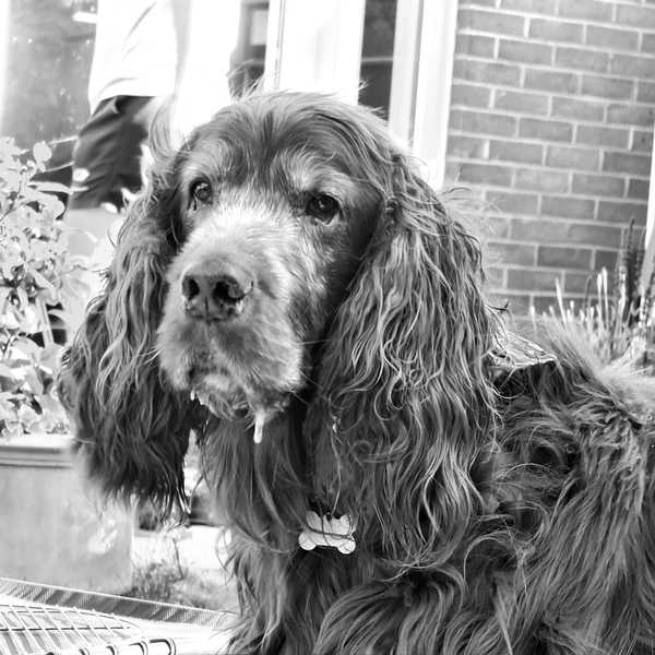 Natural pain relief for dogs