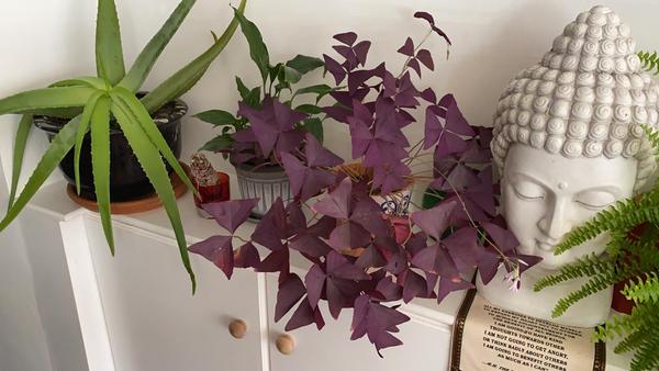 Please help me save flatmate’s plant!