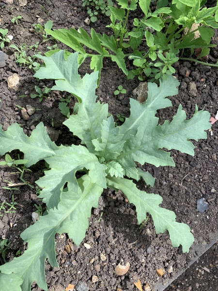 Is this a poppy or something bad?