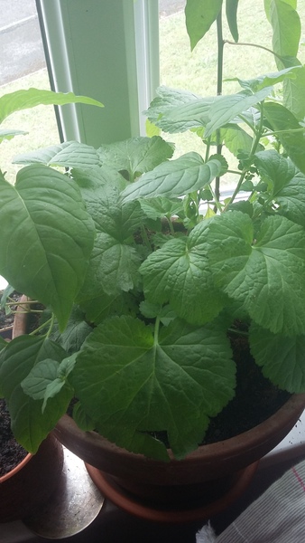 Could anyone help identify this spice plant please?